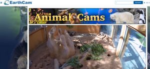 animal live cams