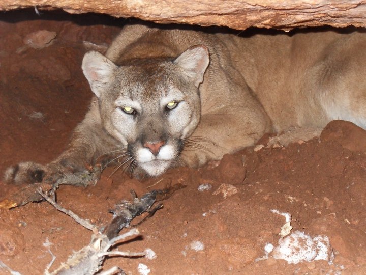 utah mountain lion