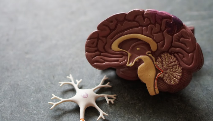 a toy diagram of a human brain