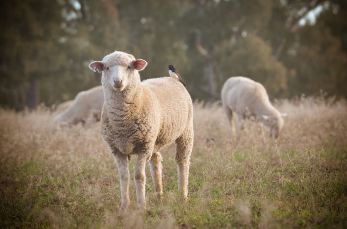 Sheep by Sally Pittman