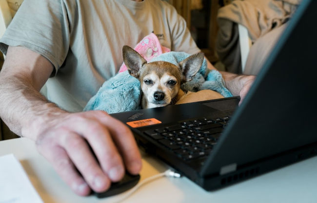 man working from home with a dog on his lap