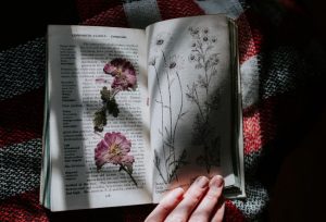 pressed flowers in a book 