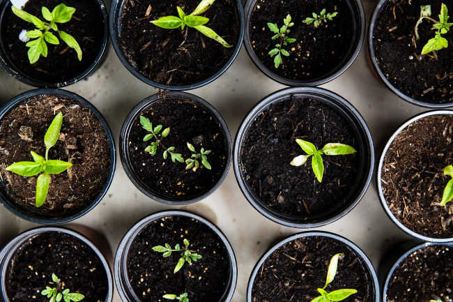 many small garden plants in pots