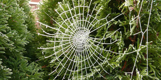 spider webs on christmas tree for a ukraine christmas traditions 